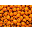 My-Baits - RainbowSix Fluoro Tiger Nuts – Scope Ex 150 ml