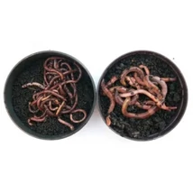 Giliszta (közepes és vastag)